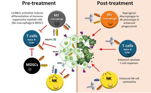 瑞士生物科技公司immunos therapeutics基于人類白細胞抗原變體開發(fā)免疫調節(jié)蛋白,用于癌癥治療并重塑腫瘤微環(huán)境 瑞士創(chuàng)新100強